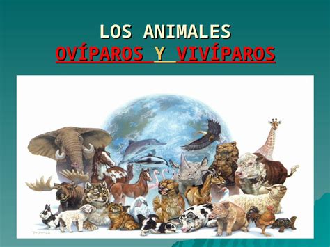 Ppt Animales Ovíparos Y Vivíparos Blog Pdfslidenet