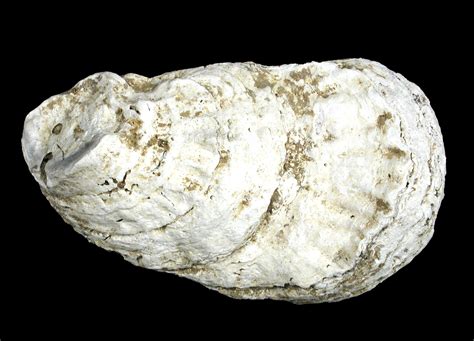 Oyster Shells Historic Jamestowne