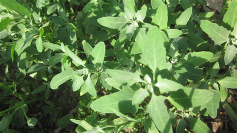 They are in different families, require somewhat different cultural conditions and have different growth habits. Lambsquarters: all about the princess of wild greens, and ...