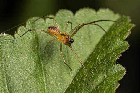 Small Male Cobweb Spider Stock Photo Image Of Arachnids 264741106
