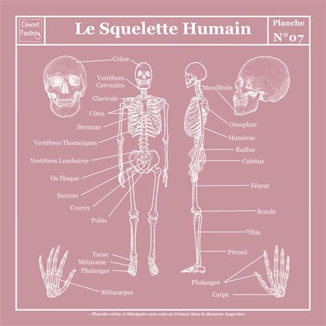 Planche Scolaire Murale Anatomie Squelette Humain Rose Négatif