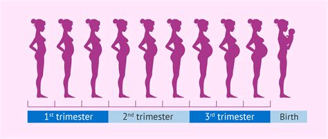 Baby Development Stages Month By Month During Pregnancy Pregnancywalls