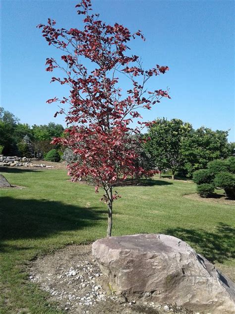 Also get a list of the best places to see cherry blossom in the us. Shade Trees | Ornamental Trees | Richmond, IN