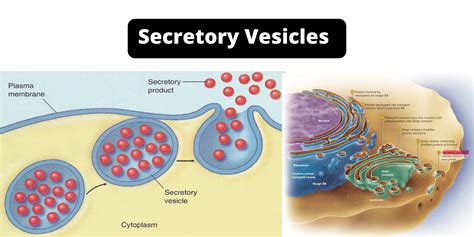 Secretory Vesicles Definition Structure Functions And Diagram