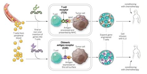 Herenciageneticayenfermedad Car T Cell Therapy Approved For Children