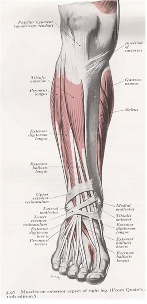 Both tendons and ligaments are dense regular connective tissue, because of its two properties: Shin Splints | Causes, contributing factors and treatment options | MyFootShop.com