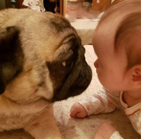 14 Cute Pictures Proving That Pugs Are Really Good Babysitters Petpress