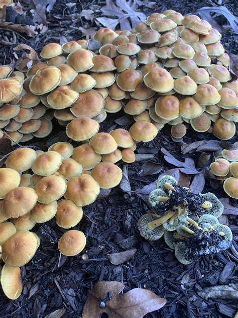 Id On These Guys Taken In South Central Virginia Rmushrooms