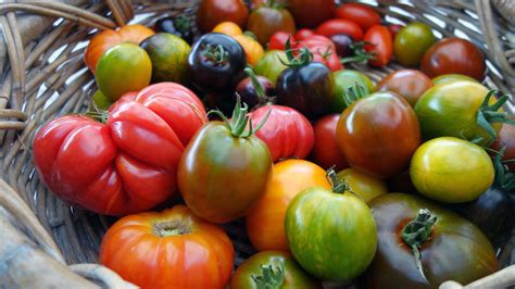 Tomatos Hidden Mutations Revealed In Study Of 100 Varieties The