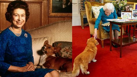 Queen Elizabeth Iis Corgis Will Be Cared For By Prince Andrew And Sarah Ferguson Report Fox News