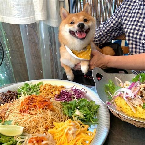 Ce Shiba Est Devenu Viral Pour Son Sourire Surtout Après Avoir Vu De