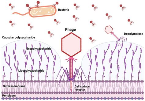 Microorganisms Free Full Text Phage Derived Depolymerase Its