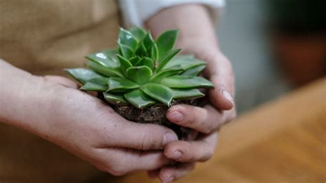 Guía Para Suculentas ¿cómo Hacer Crecer Las Raíces De Mis Plantas