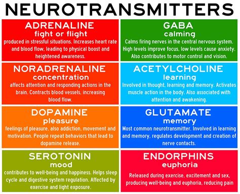 Neurotransmitters Types Function And Examples