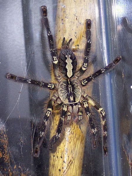 Poisonous Tarantula Spider Pictures Галерија слика