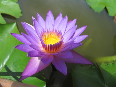 Images Gratuites Pétale Botanique Lotus Sacré Plante Aquatique Flore Fleur Mauve