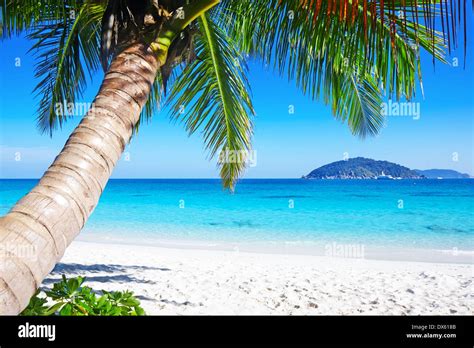 Tropical White Sand Beach With Palm Trees Stock Photo Alamy