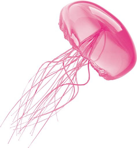 Jellyfish Png Transparent Image Download Size 738x796px