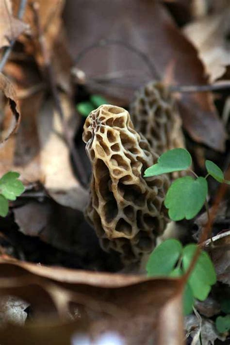 Foraging Morels And Other Springtime Wild Mushrooms Foodal