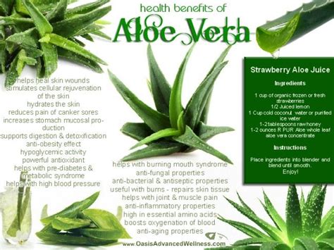 The Benefits Of Aloe Vera Home Life With Mrs B