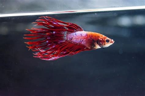 How Many Betta Fish In A 10 Gallon Tank Male And Females Betta Care