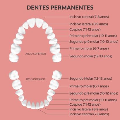 Anatomia Dos Dentes Colgatetalks Sexiz Pix