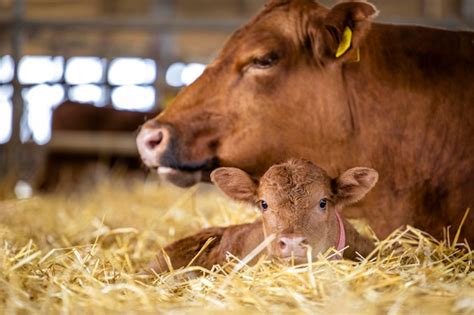 Premium Photo Cow And Newborn Calf Lying In Straw At Cattle Farm