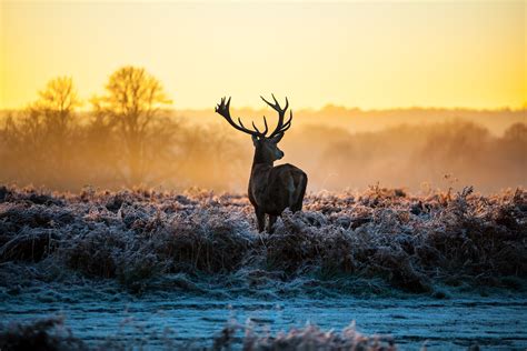 Deer Stags Animals Nature Landscape Sunlight Morning Frost