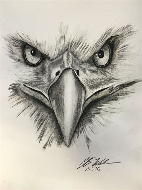 Eagle Eyes Arte De águila Animales Dibujados A Lapiz Ojos De Aguila