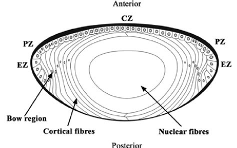The Anatomy Of The Human Crystalline Lens Download Scientific Diagram
