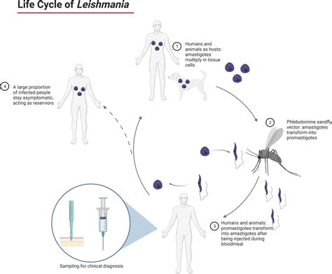 Life Cycle Of Leishmania Species The Sand Flies Inject Metacyclic Download Scientific Diagram