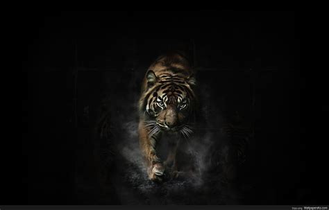 Epic Tiger Wallpapers Top Những Hình Ảnh Đẹp