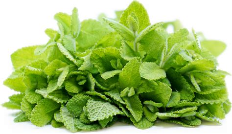 Apple Mint Information Recipes And Facts