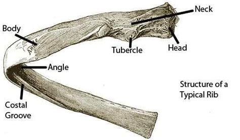 Flat bones serve as points of attachment for muscles and often protect internal organs. Anatomy Study Guide (2014-15 Olsen) - Instructor Olsen at ...