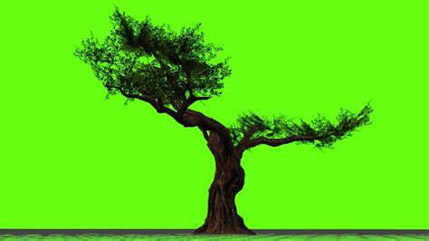 Green Screen Trees