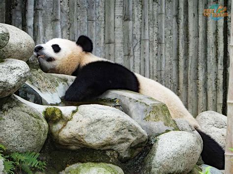 Panda Monium In Chengdu Feetdotravel