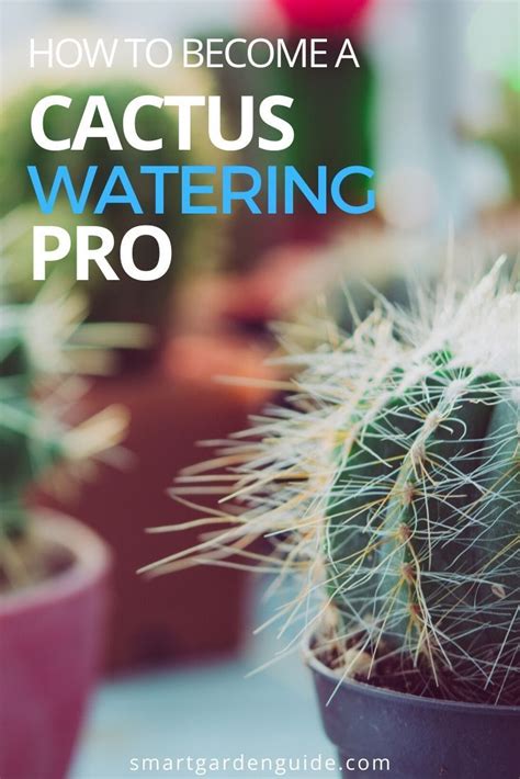 How Often To Water Cactus 9 Essential Tips Smart Garden Guide