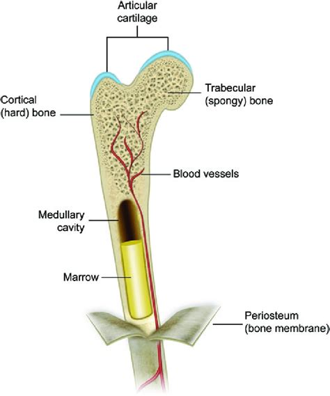 They consist of two outer layers of compact bone and an inner layer of spongy bone. 1 Bone envelopes: On the macroscopic level, long bones are ...
