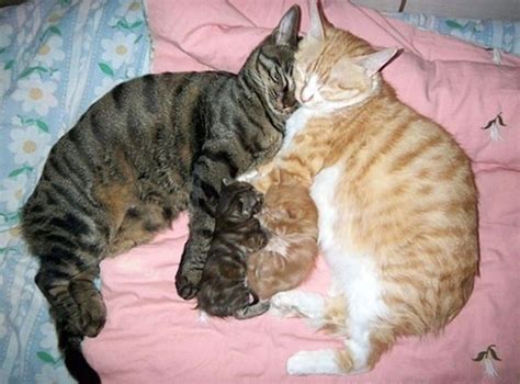 30 Proud Cat Mommies With Their Kittens Will Warm Your Heart Content4mix