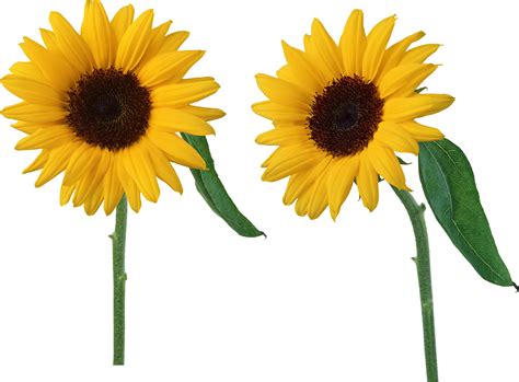 Download Sunflowers Png Hq Png Image Freepngimg