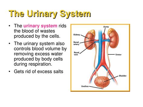 Ppt Functions Of The Excretory System Powerpoint Presentation Free