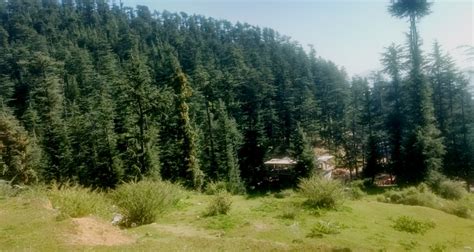 Shaily Peak Shimla Entry Fee Timings Images And Location Shimla