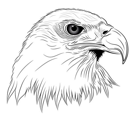 Eagle Head Sketch
