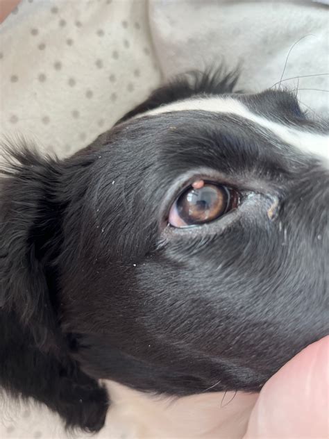 Puppy Has Bump On Eyelid Getting Larger For About 5 Days