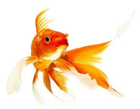Comet Goldfish Golden Fish Fish Goldfish
