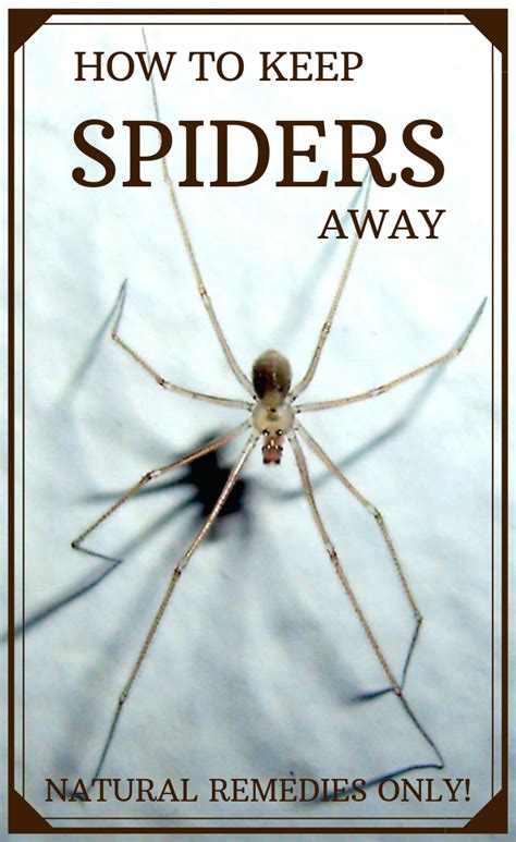 How To Keep Spiders Away With Natural Remedies Only Keep Spiders Away