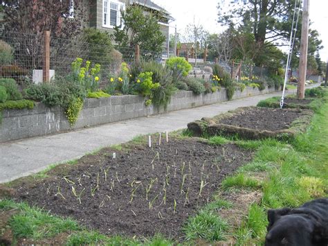 The Tacoma Kitchen Garden Journal Parking Strip Farm