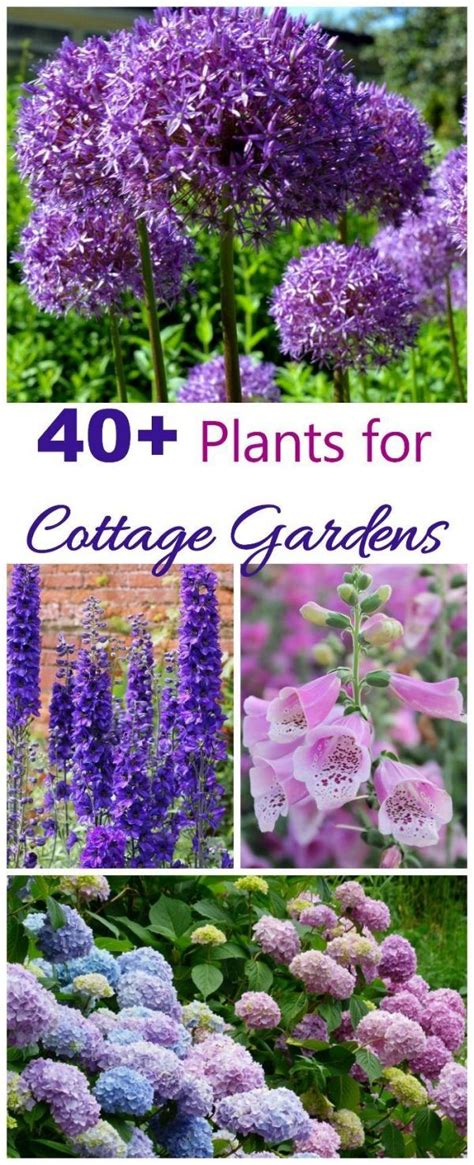 Top Best 25 Cottage Garden Plants Ideas On Cottage Garden Plants