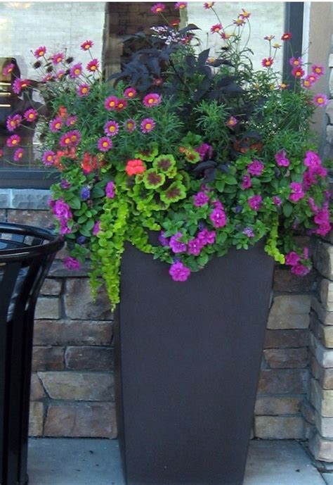 Creeping Jenny In Container Chicago Xteriors Designs