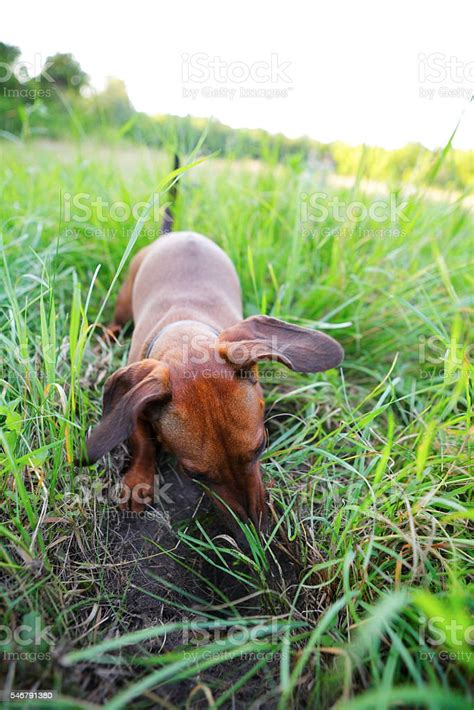 Red Smoothhaired Dachshund Hunting Among The Green Grass Stock Photo